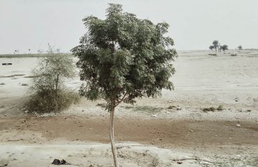 Neem tree at Wachho Pat